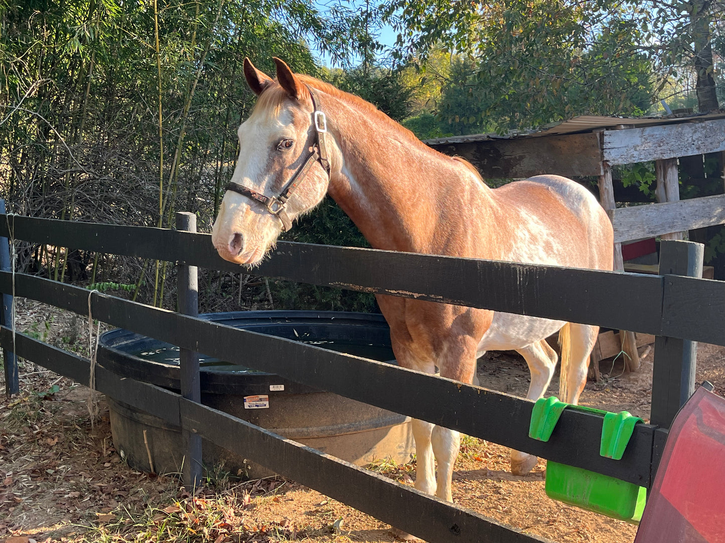 caring-for-your-equine-companion