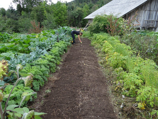 abundant-harvests-maximizing-your-backyard-garden-space