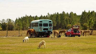 homesteading-for-beginners-bridging-expectations-and-reality